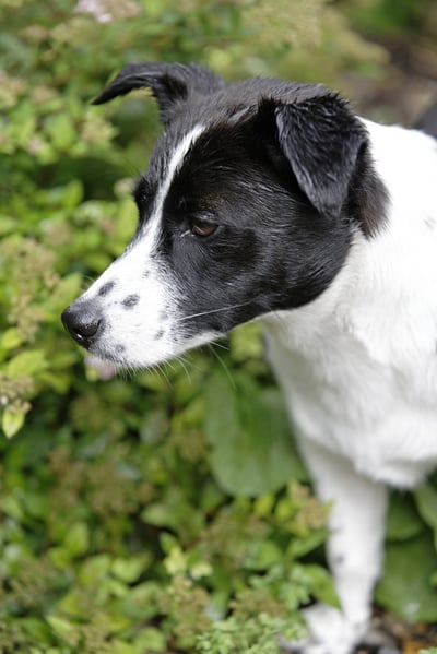 Young puppy dog in the garden looking inquisitive.